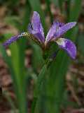 Blue-flag Iris