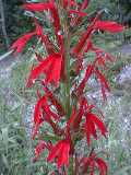 Cardinal flower