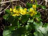 Marsh marigold	